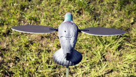 Balabán MOJO Pigeon - Holub