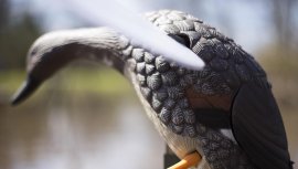 Balabán MOJO Gadwall - Kachna Kopřivka 4