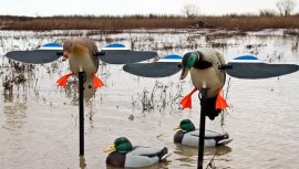 Balabán MOJO Mallard Drake - Divoký Kačer