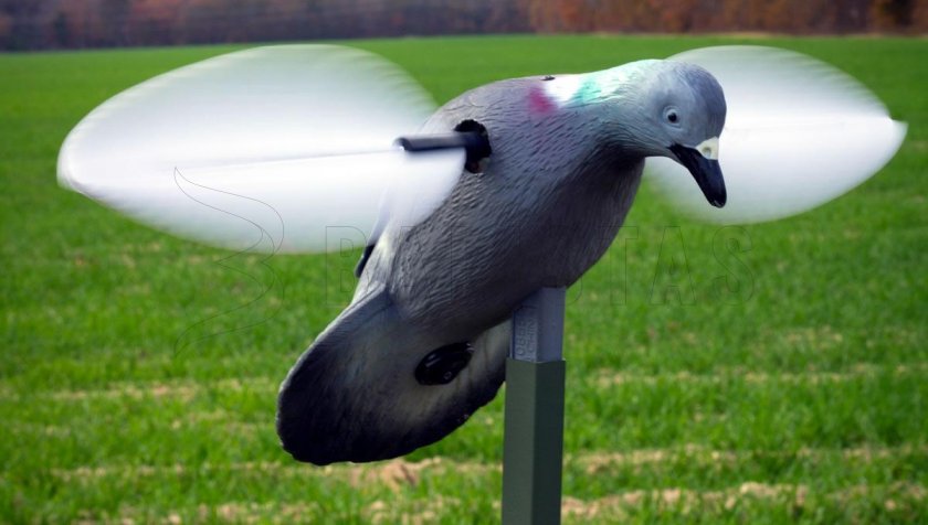 Balabán MOJO Pigeon - Holub