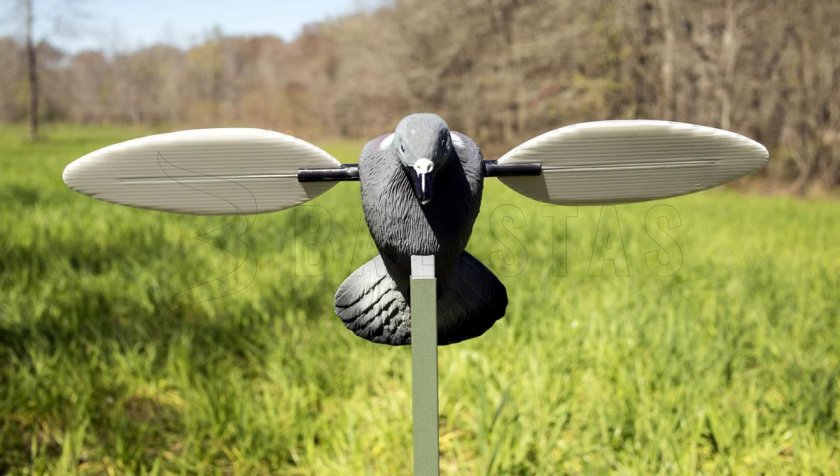Balabán MOJO Pigeon - Holub