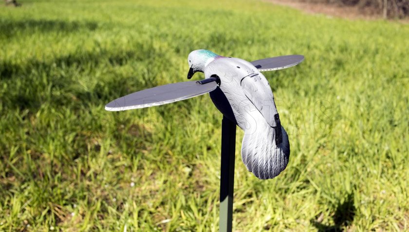 Balabán MOJO Pigeon - Holub