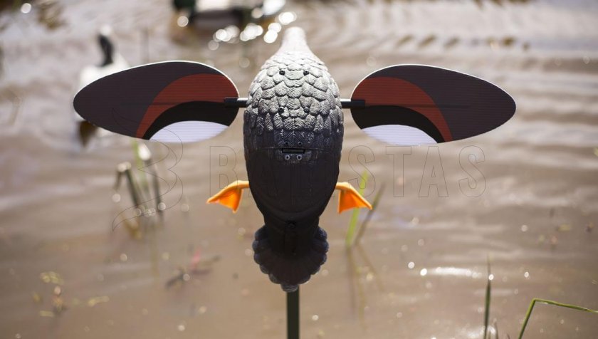 Balabán MOJO Gadwall - Kachna Kopřivka 2