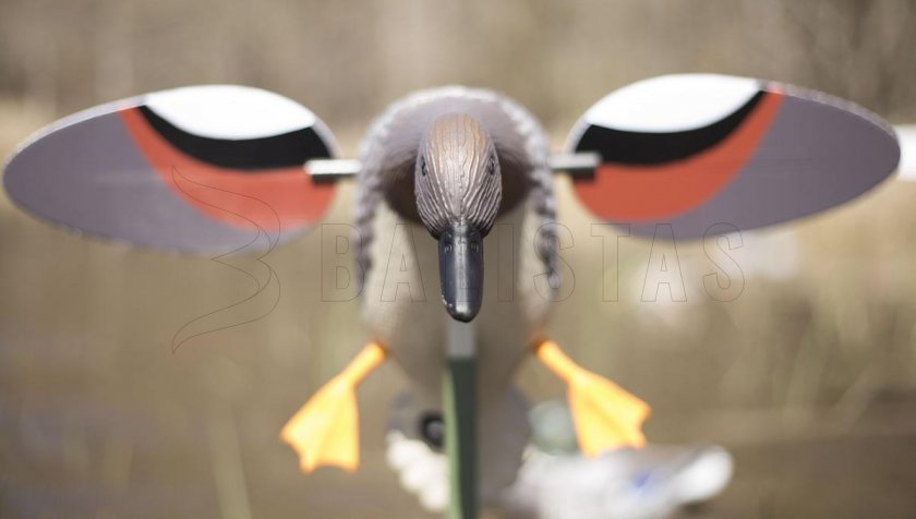 Balabán MOJO Gadwall - Kachna Kopřivka 3