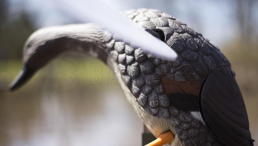 Balabán MOJO Gadwall - Kachna Kopřivka 4