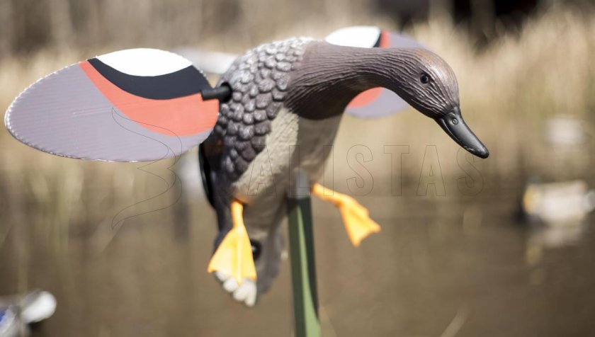Balabán MOJO Gadwall - Kachna Kopřivka 5