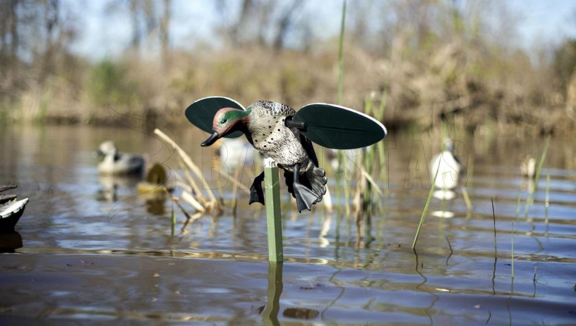 Balabán MOJO Teal - Čírka Obecná